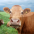 Animals (Mammals)